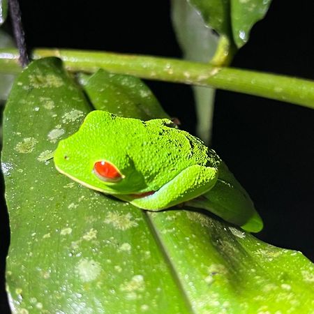 The Frog House Appartement La Fortuna Buitenkant foto