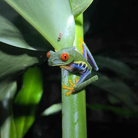 The Frog House Appartement La Fortuna Buitenkant foto