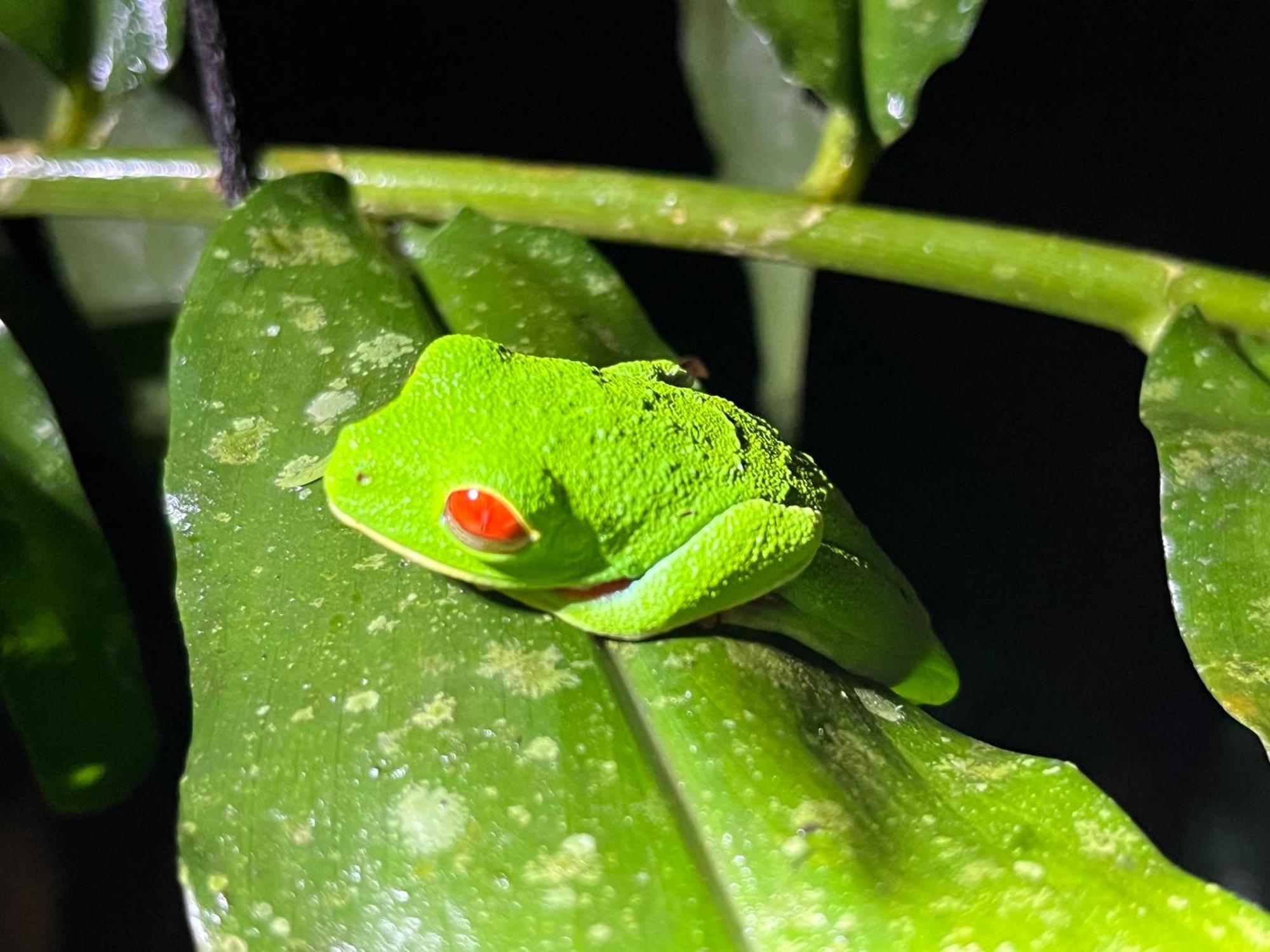 The Frog House Appartement La Fortuna Buitenkant foto