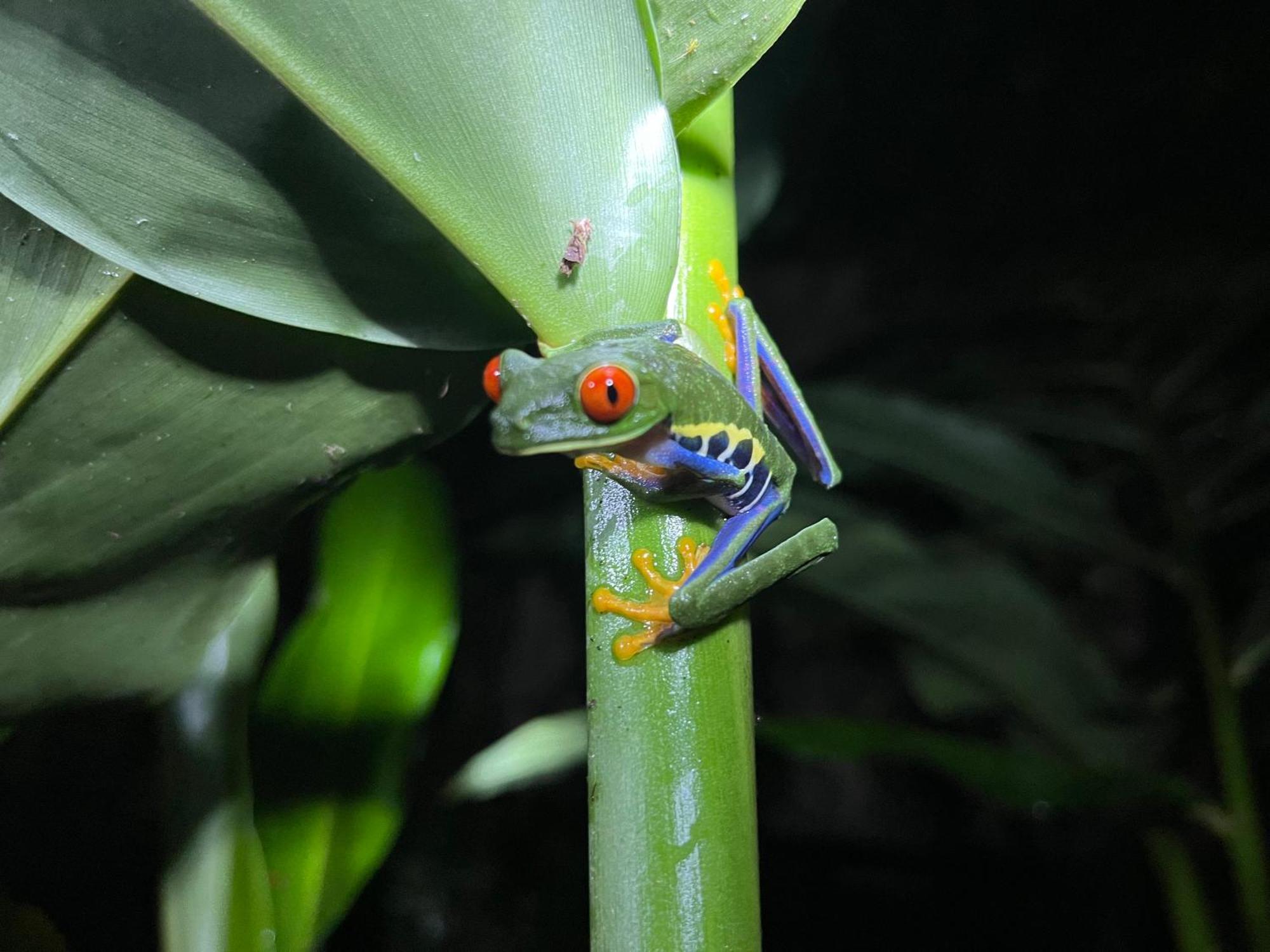 The Frog House Appartement La Fortuna Buitenkant foto