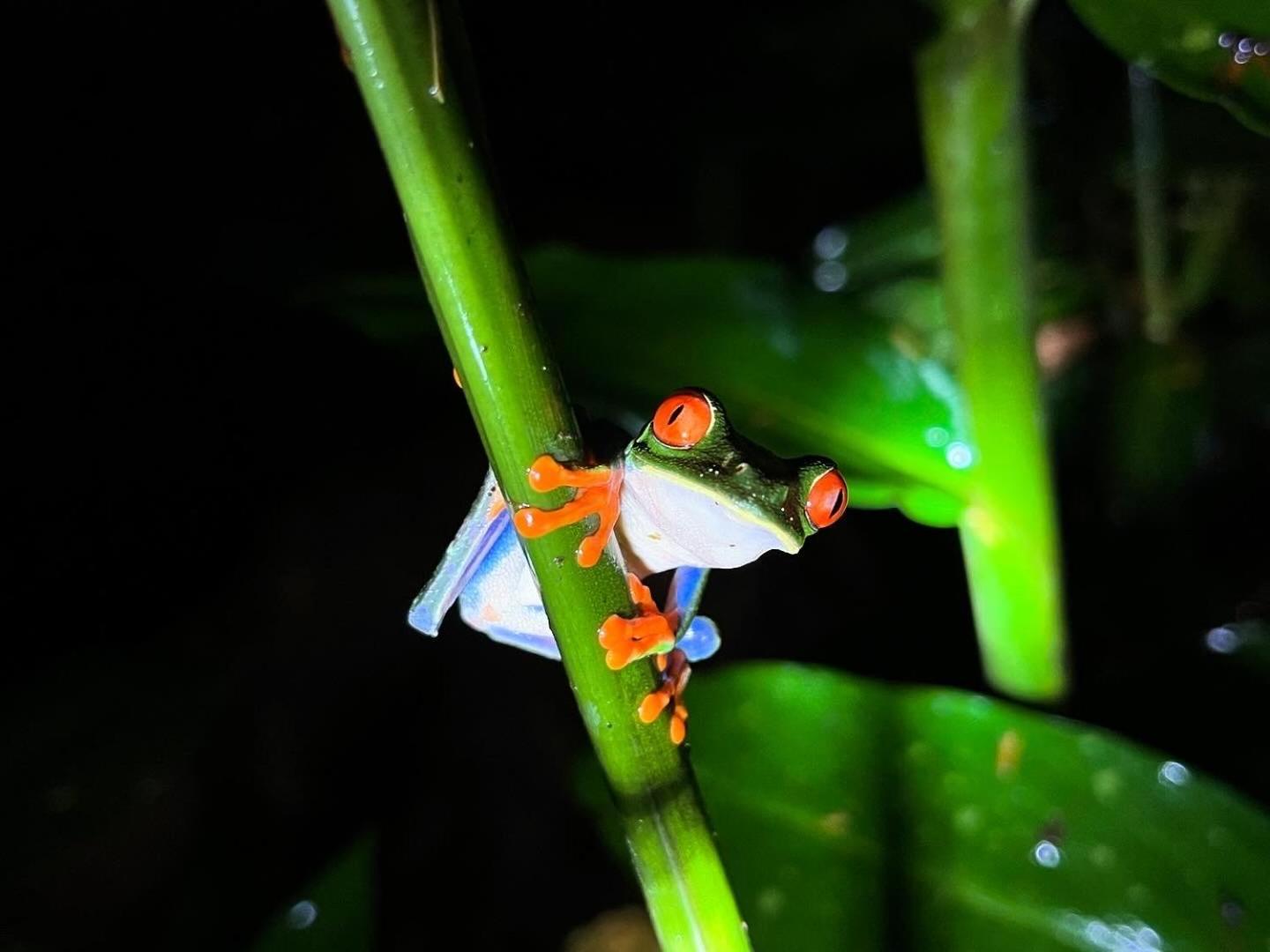 The Frog House Appartement La Fortuna Buitenkant foto